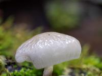 Zwei kleine weißglänzende Pilze